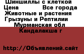 Шиншиллы с клеткой › Цена ­ 8 000 - Все города Животные и растения » Грызуны и Рептилии   . Мурманская обл.,Кандалакша г.